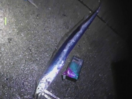 太刀魚好調です